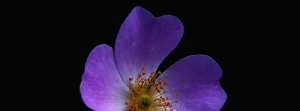 delphine.tariot@im-pulsion.com