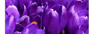 veroniquepeltier@cf-coaching-formation.com