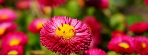 isabelle.boyer@orange.com