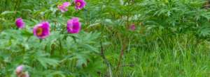 gourdine-bachou.francoise