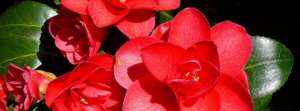sandra.henrique