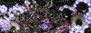 dominique.lespagnol
